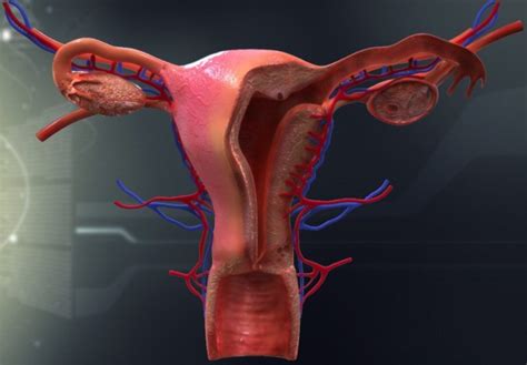 Sistema Reproductor Femenino Ciclo Menstrual Hipa Studocu My Xxx Hot Girl