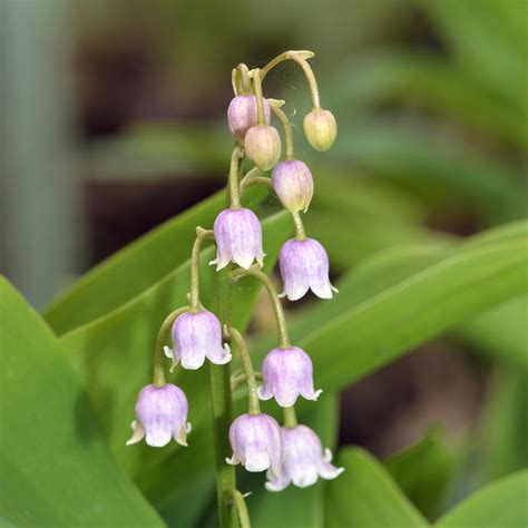 Pink Lily Of The Valley Pips 3 Pink Convallaria Rosea Bulbs Easy To