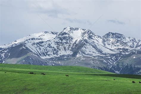 新疆天山雪山草地草原牧区牧业牲畜高清图片下载 正版图片501341165 摄图网