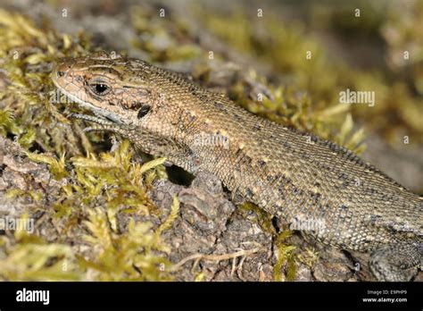 Common Lizard Lacerta Vivipara Stock Photo Alamy