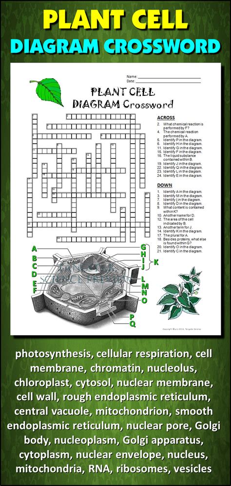 Plant Cell Crossword With Diagram Printable And Distance Learning
