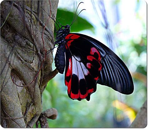 Butterfly Farm St Martin Dream Dates Southern Caribbean Caribbean