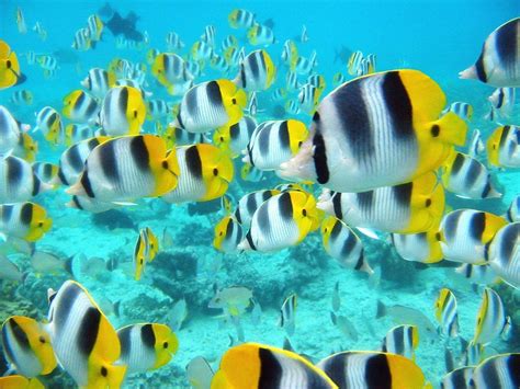 Marine Life Sea Life Wallpaper 7591153 Fanpop