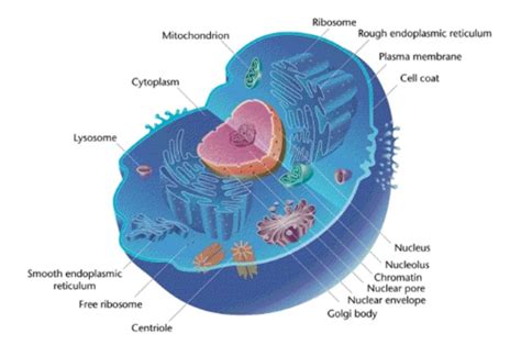 Animal cells are surrounded by cell membrane or plasma membrane. In eukaryotic cells the chromosomes are located in class 9 ...