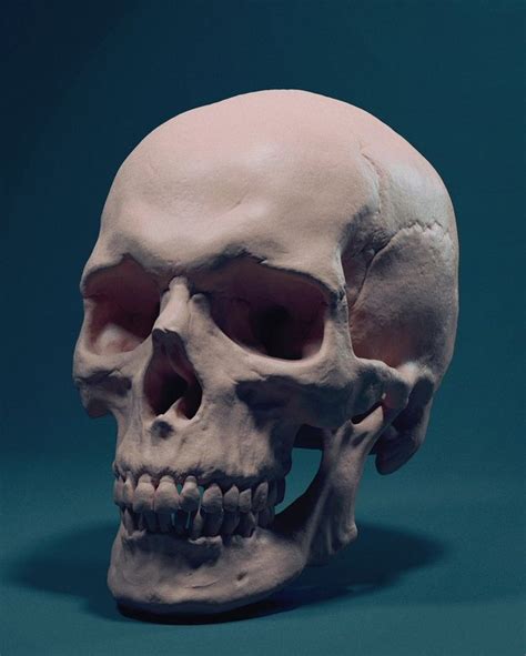 Adam Skutt Character Artist Skull Reference Skull