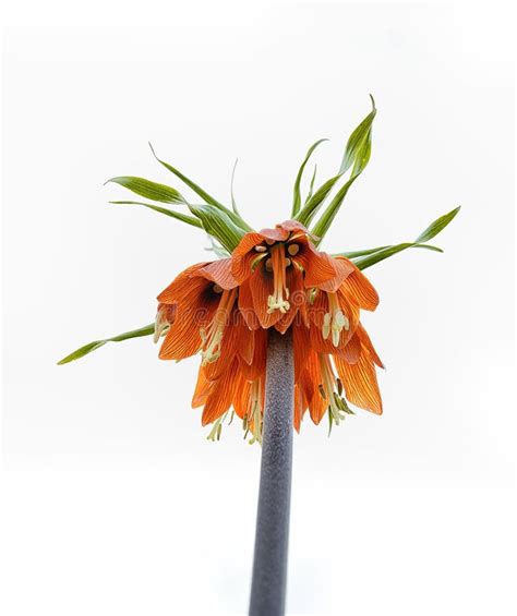 Fritillaria Imperialis Stock Image Image Of Majestic 30448693