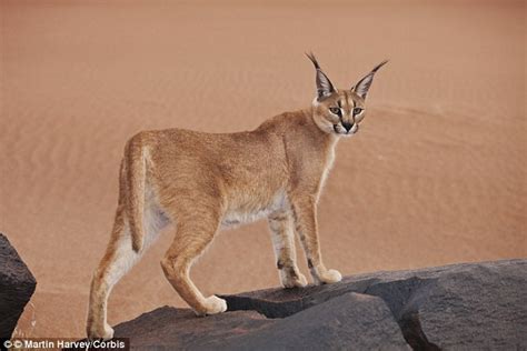 It's free to post an ad. Video shows slow motion footage of an African Caracal cat ...