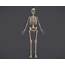 3D Model Male Skeletal System Skeleton  CGTrader