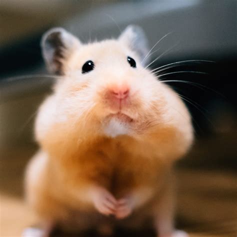 Hamsters Are Omnivores That Are Most Active At Dawn And Dusk They Are
