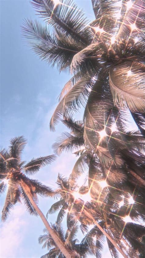 Aesthetic Palm Trees Palm Tree Photography Palm Trees Wallpaper