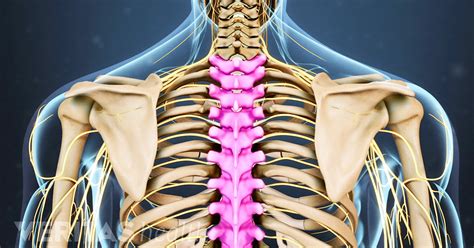 Thoracic Spine Anatomy And Upper Back Pain