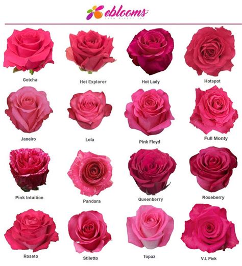 Pink Floyd Rose Variety Hot Pink Roses Near Me Ebloomsdirect