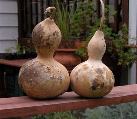 Turn A Gourd Into A Birdhouse With These Simple Instructions How To