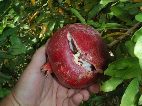 The apples will not become any larger, and the flavor may not be exactly the same as those that are ripened on. Ripe pomegranate seeds aren't always red | Las Vegas ...