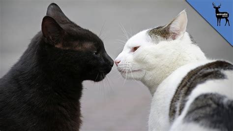 Learn how feline infectious peritonitis affects your feline friends in this article. How Do Cats Communicate? - YouTube