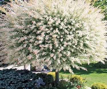 All willow trees need to be planted in wet or moist soil. Dwarf White Willow tree on side of bay window | Arbustos ...