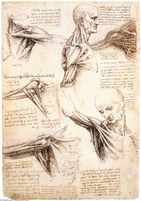 Leonardo Da Vinci Les études Anatomiques De La Accotement A Level Art