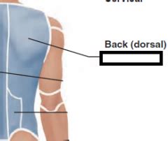 Anatomy Test2 Study Guide restored Flashcards - Cram.com