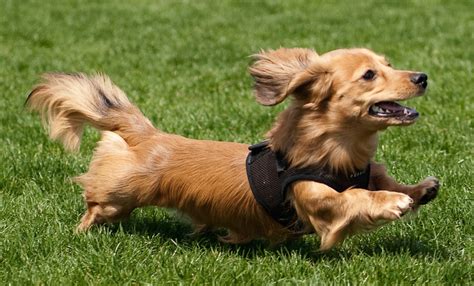 Dachshund, Wire Haired Dachshund, Long Haired Dachshund