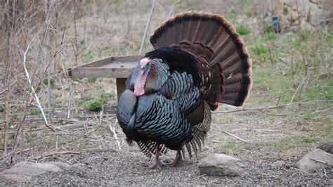 Like Local Food Dnr Wants You To Hunt Your Own Turkey Mpr News