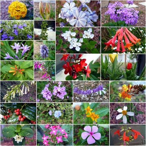Planting them in the shade is best, which will require less. 40 best Central florida gardens images on Pinterest ...