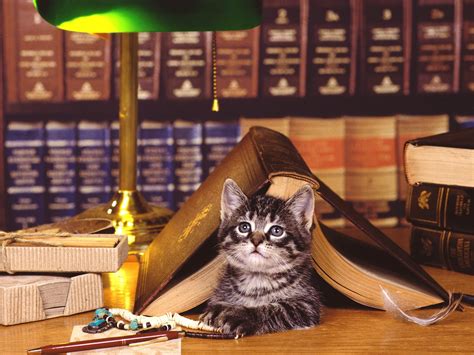 Books - Cats Wallpaper
