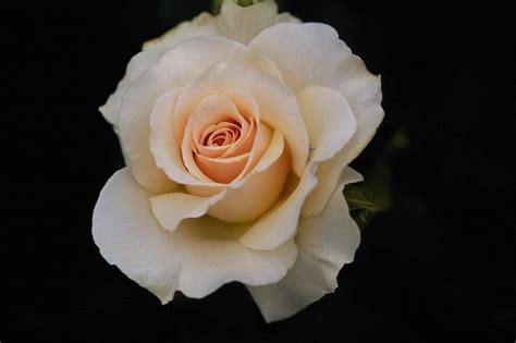 17 Best Images About Roses On Pinterest Green Rose