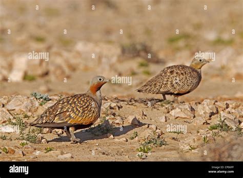 Black Bellied Sandgrouse Pterocles Orientalis Two Individuals On The