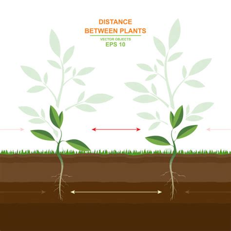 Roots Series Illustrations Royalty Free Vector Graphics And Clip Art