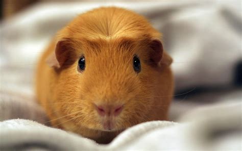 Hamster Backgrounds 40 Wallpapers Adorable Wallpapers