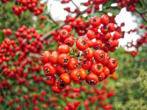 How To Identify A Tree With Red Berries Fall Landscaping Berry