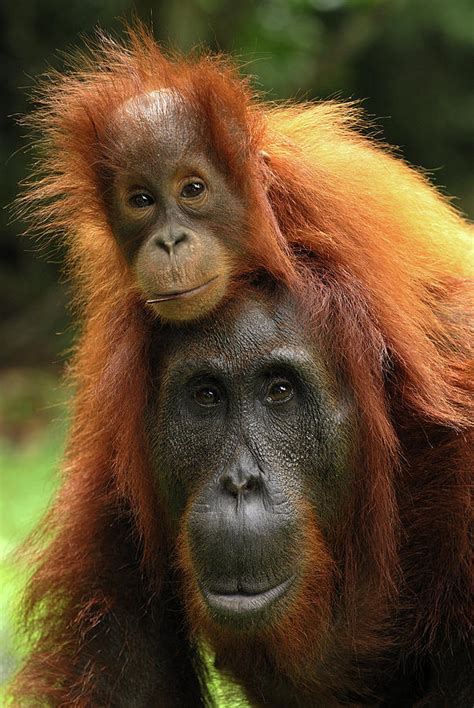 Orangutan Pongo Pygmaeus Female Photograph By Thomas Marent
