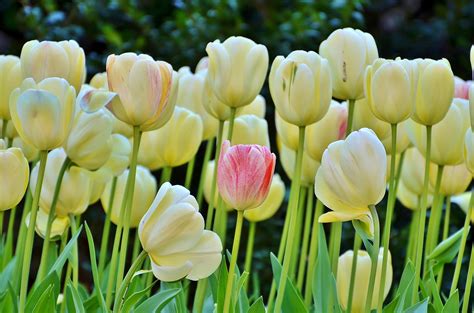 Best Desktop Wallpaper Of Tulips Image Of Spring Buds Imagebankbiz