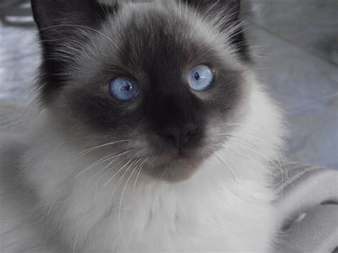 Pictures Of Balinese Cat Breed Balinese Cat Cat Breeds Cats