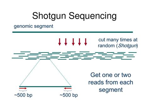 Ppt Graphs And Dna Sequencing Powerpoint Presentation Id253570