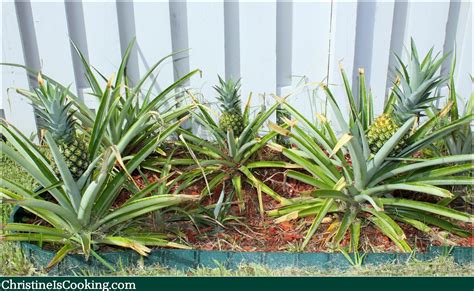 How To Plant A Pineapple Top And Grow Your Own