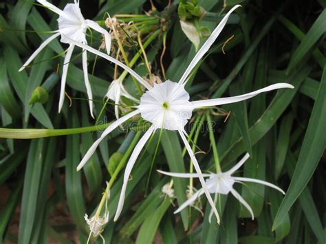Star Lily Blooms On The Sandy Shore Of The Mediterranean Sea Stock