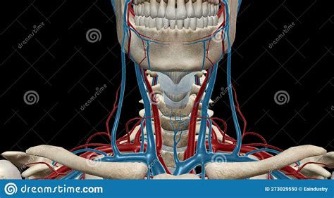 The Carotid Sheath Contains The Common And Internal Carotid Arteries The Internal Jugular Vein