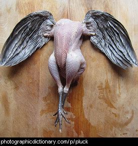 They come out just as clean and feather free as can be (if properly scalded). P is for Pluck