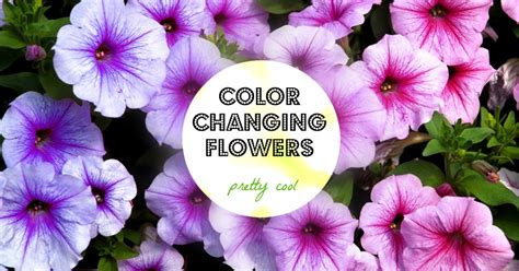 Cartoon flower color changing gel pen cute black ink. Color Changing Flowers | Indiegogo