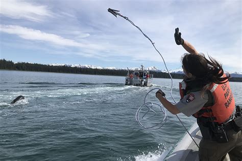 Trainings Prepare Teams To Respond To Entangled Large Whales In Alaska