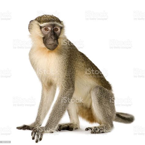 Vervet Monkey Chlorocebus Pygerythrus Stock Photo - Download Image Now ...