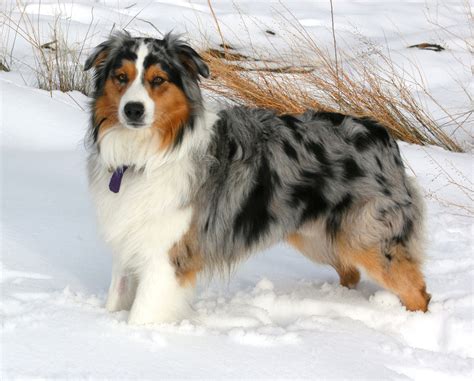 We strive to raise our aussies to reflect the amazing beauty, intelligence and agility of the australian shepherd breed keeping the beautiful traditional aussie look, but in a smaller package. Blue merle Aussie!absolutely beautiful | Australian ...