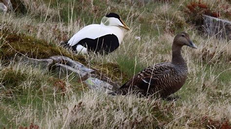 Citizen Science Reveals Which Predator Is Causing Trouble For Eider Ducks In Iceland