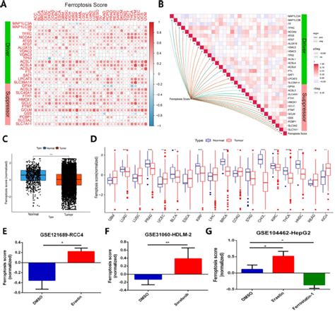 Ferroptosis Score Can Exhibit Ferroptosis Status Across Cancer Types