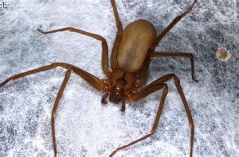 5 Pictures What Does Brown Recluse Spider Bite Look Like