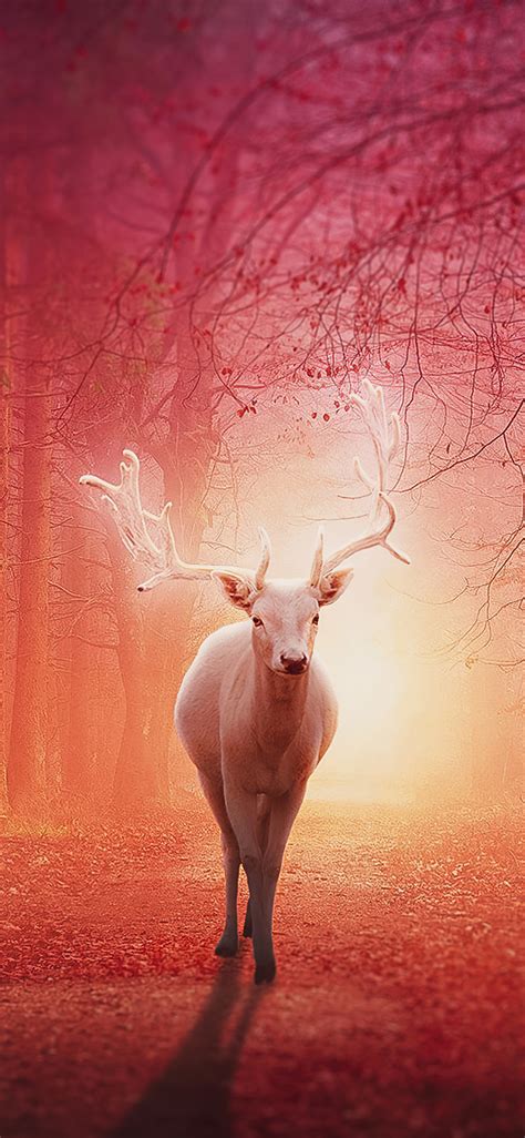 1125x2436 White Deer In Magical Forest 4k Iphone Xsiphone 10iphone X