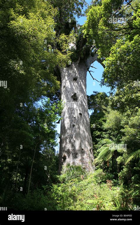 Tane Mahuta Father Of The Forest Largest Kauri Tree In New Zealand