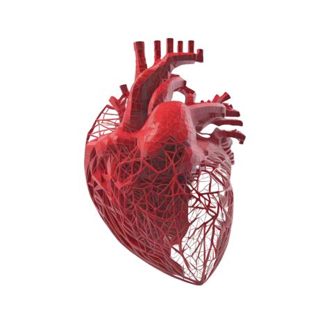 Human Heart Internal Organ Heart Shape Human Heart Isolated On