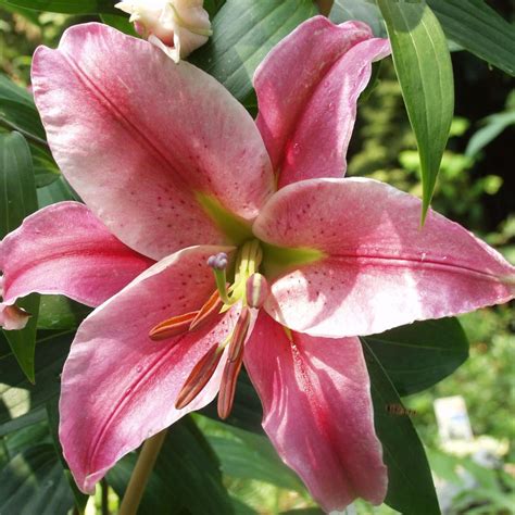 Orientalische Lilien: Anmutige Schönheiten | Lilien pflanzen, Pflanzen